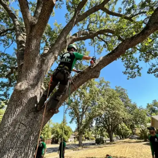 Certified arborist climbing a Orlando oak tree with chainsaw